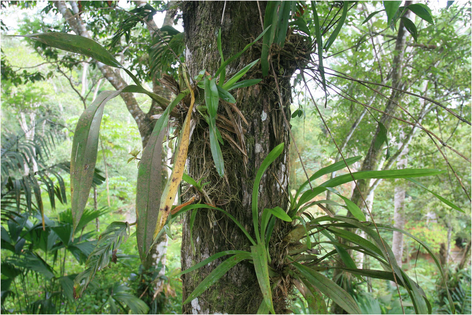 Costa Rican Rain Forects & Gardens