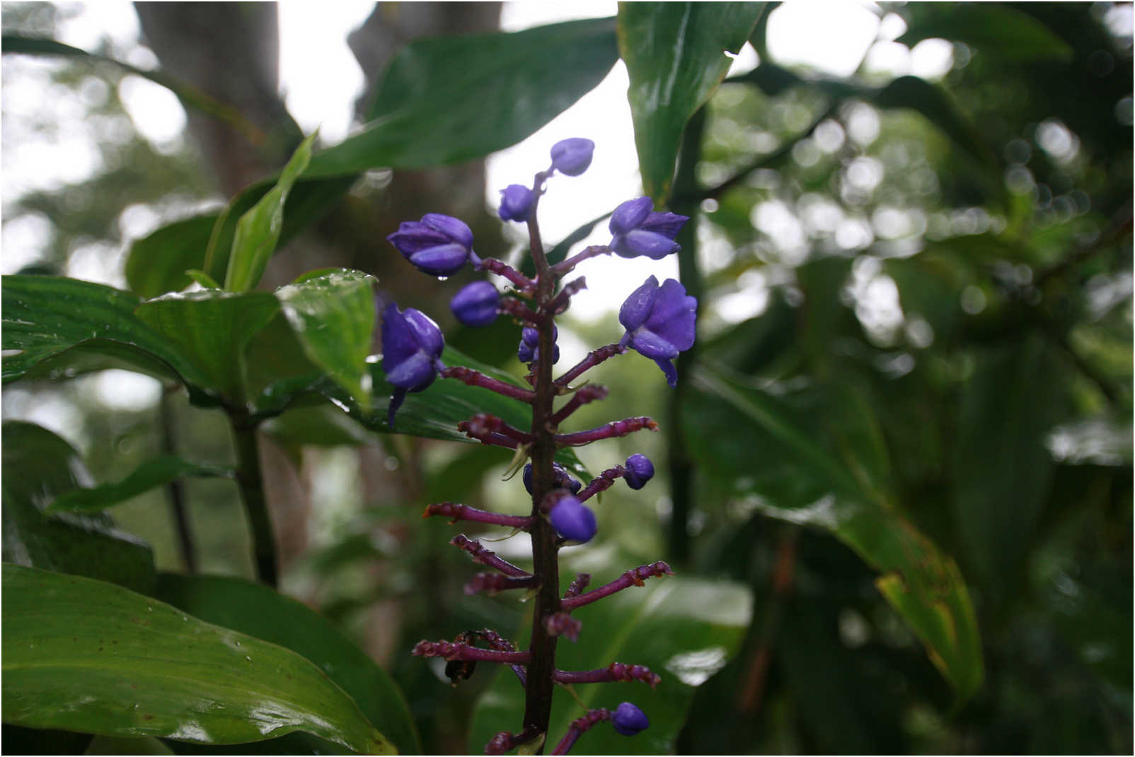 Costa Rican Rain Forects & Gardens