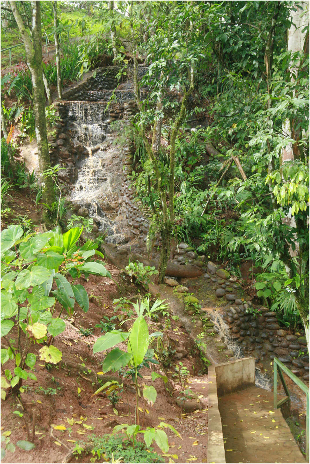 Costa Rican Rain Forects & Gardens