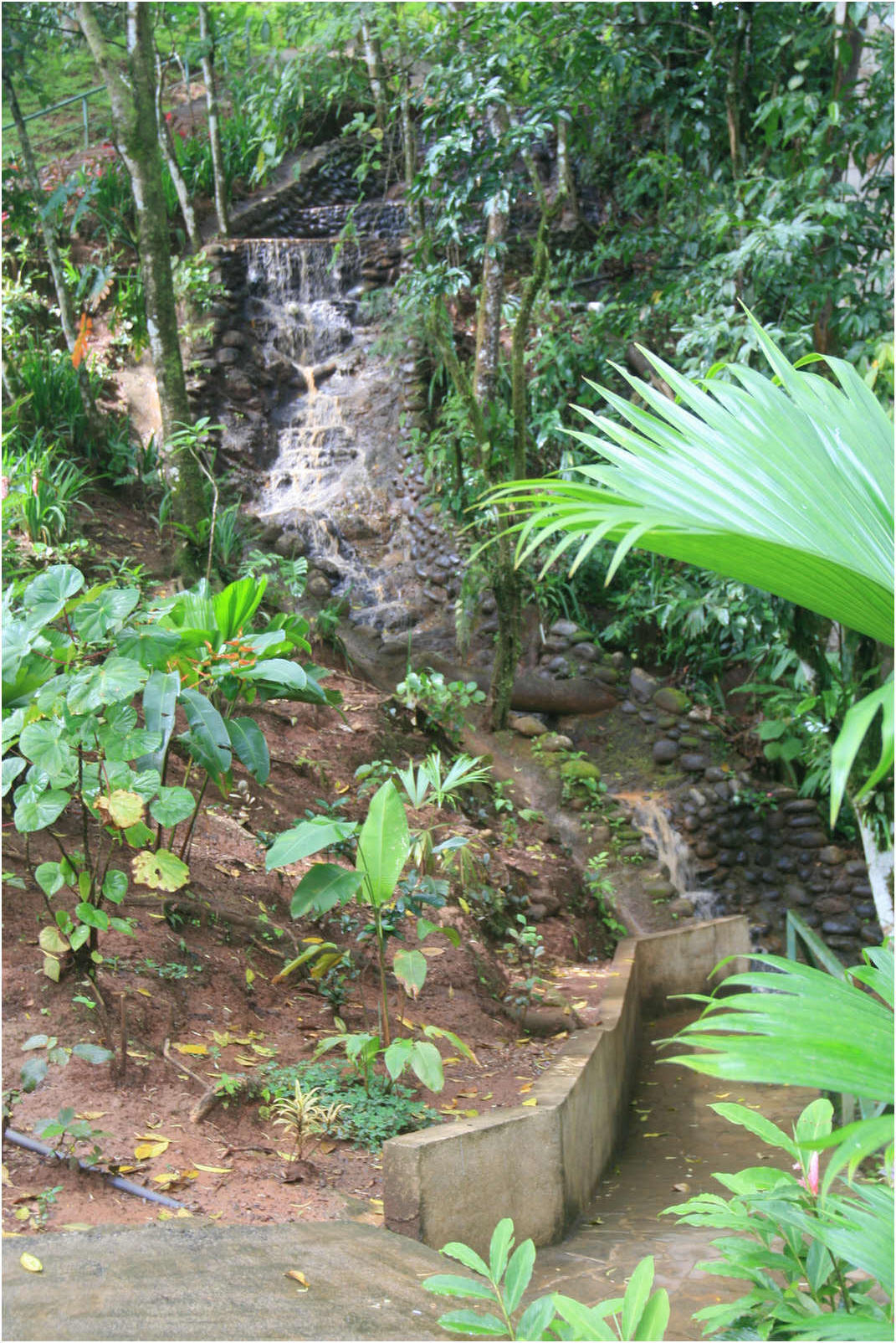 Costa Rican Rain Forects & Gardens