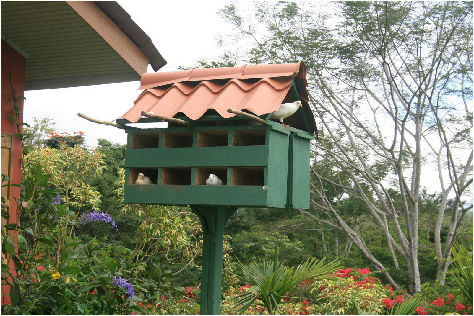 Costa Rican Rain Forects & Gardens