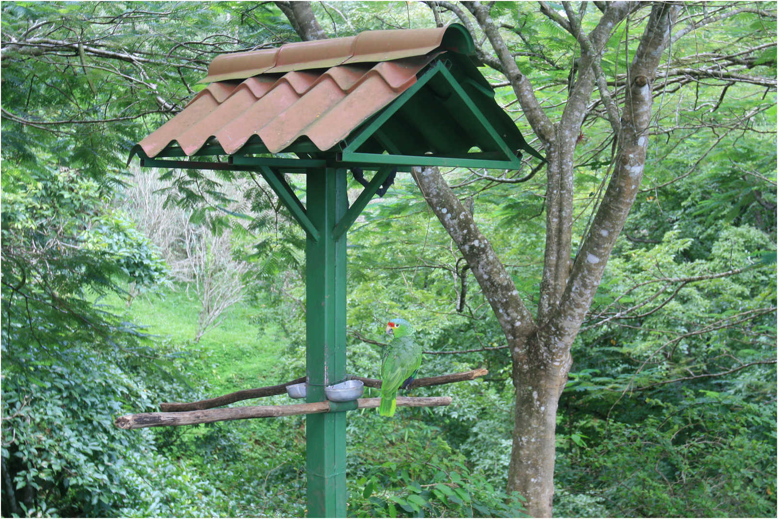 Costa Rican Rain Forects & Gardens