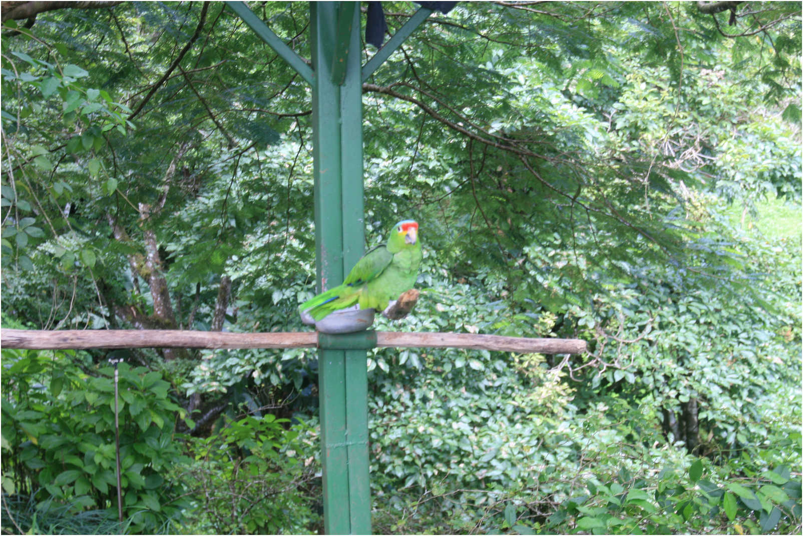 Costa Rican Rain Forects & Gardens