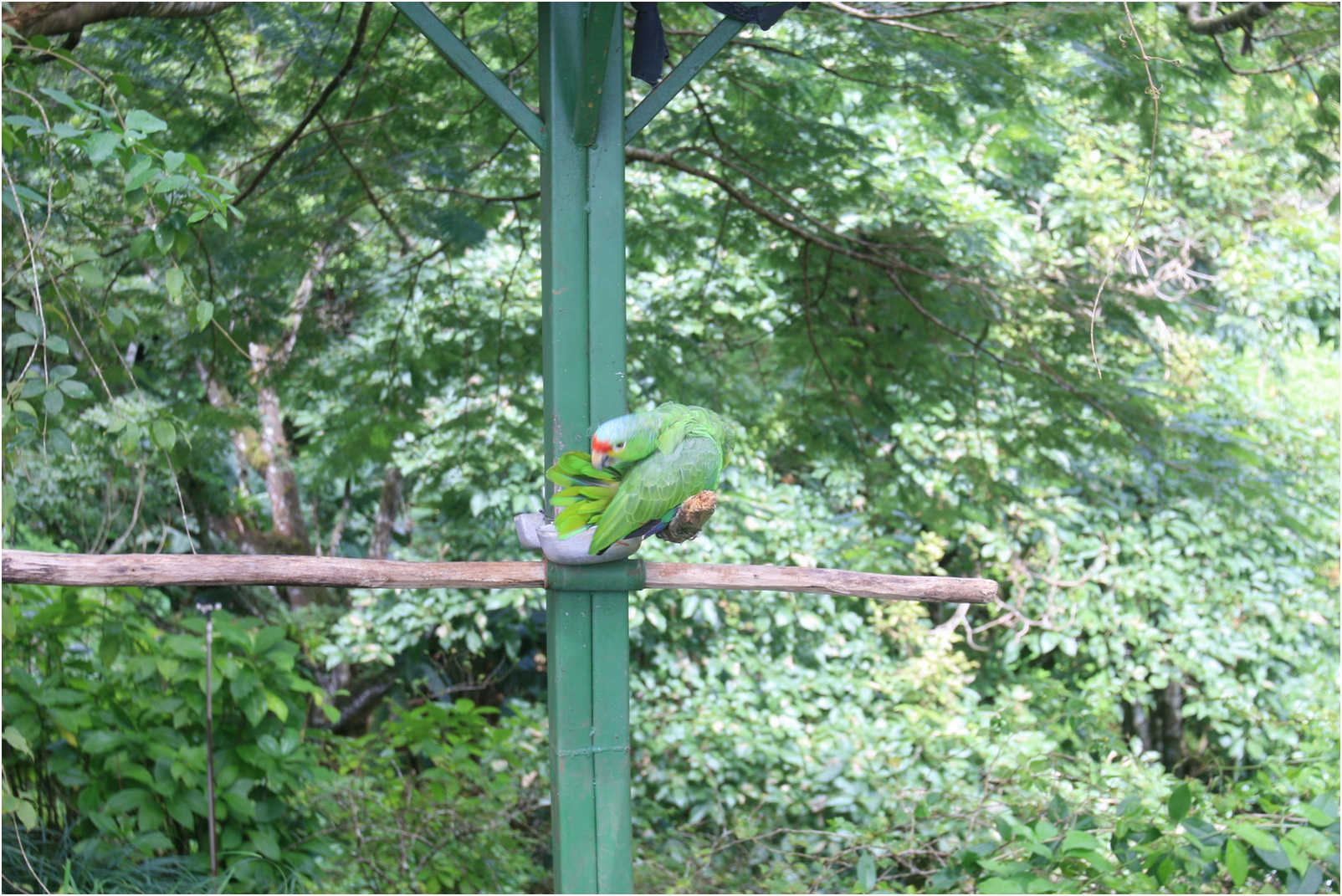 Costa Rican Rain Forects & Gardens