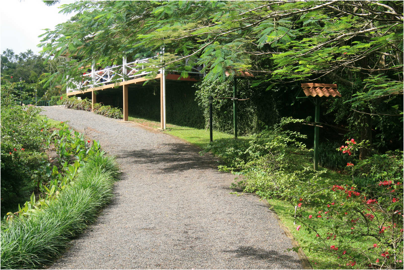 Costa Rican Rain Forects & Gardens