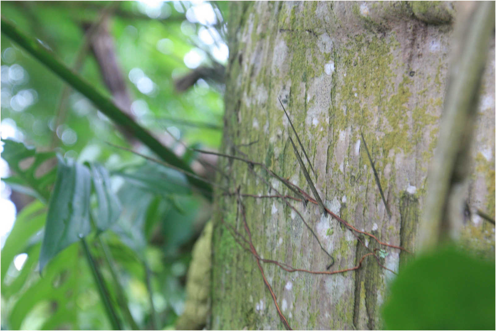 Costa Rican Rain Forects & Gardens