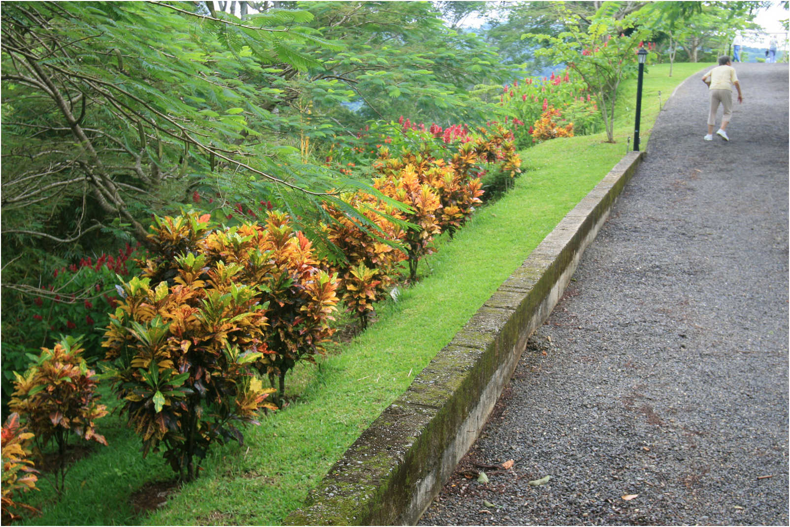 Costa Rican Rain Forects & Gardens