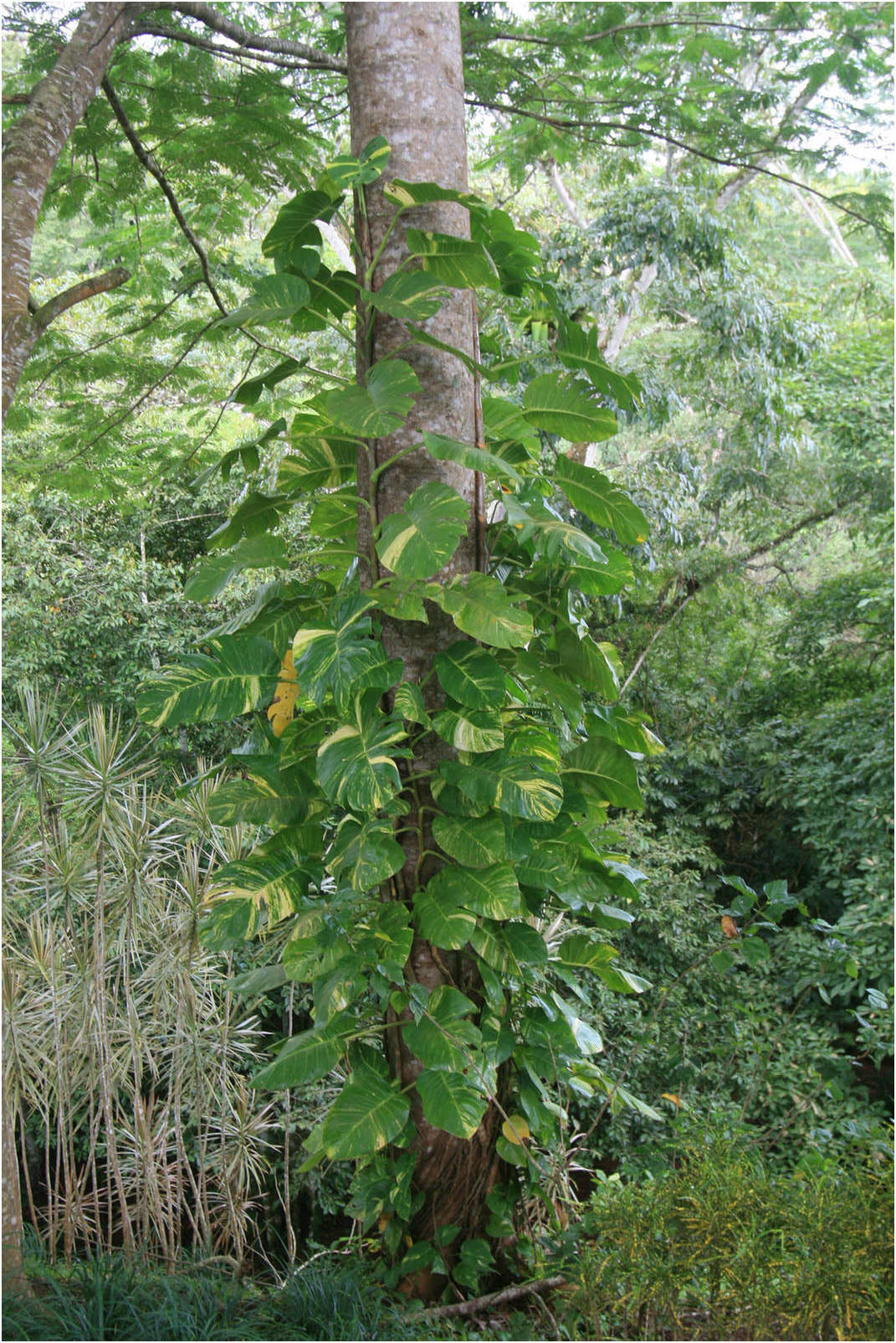 Costa Rican Rain Forects & Gardens