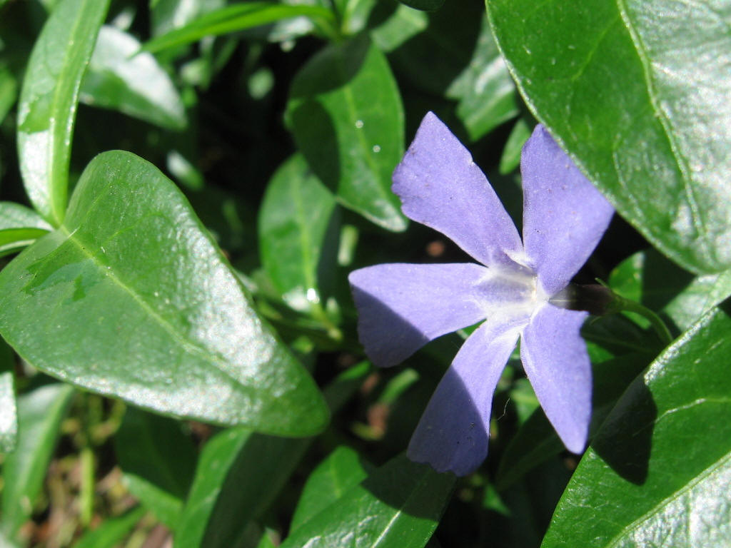 Blue Periwinkle