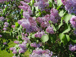 Purple Lilac - I think I'm falling in love with you.