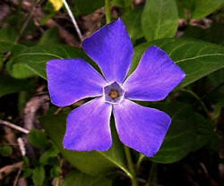 Blue Periwinkle - I am happy to be your friend.