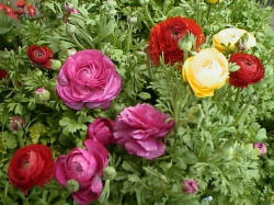 Ranunculus - I am very attracted to you.