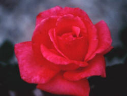 Rose - I love you. I am happily in love with you