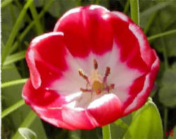 Red Tulip - I am irresistibly in love with you.