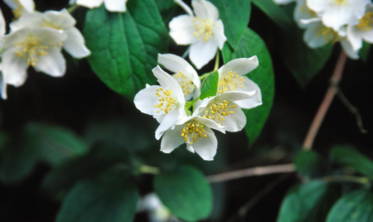 Orange Blossoms