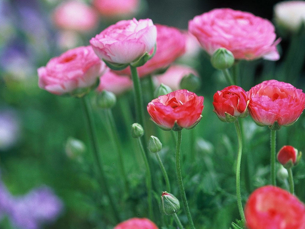 Ranunculus - I am very attracted to you.
