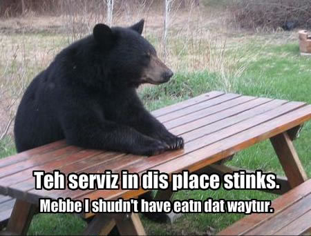 Black Bear