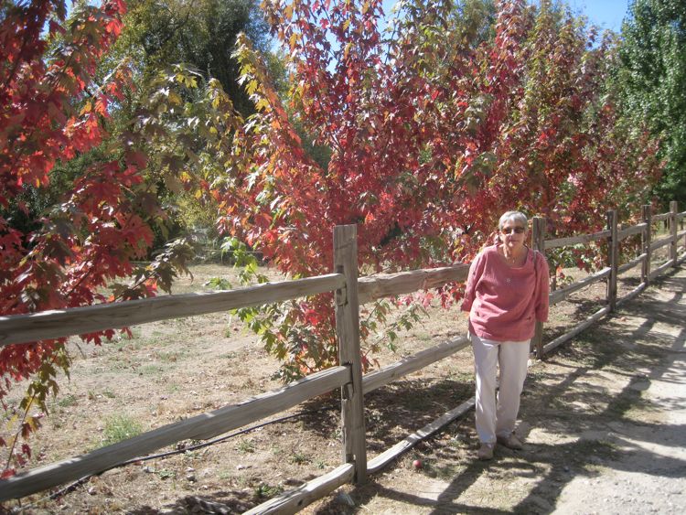 Apple picking October 2010