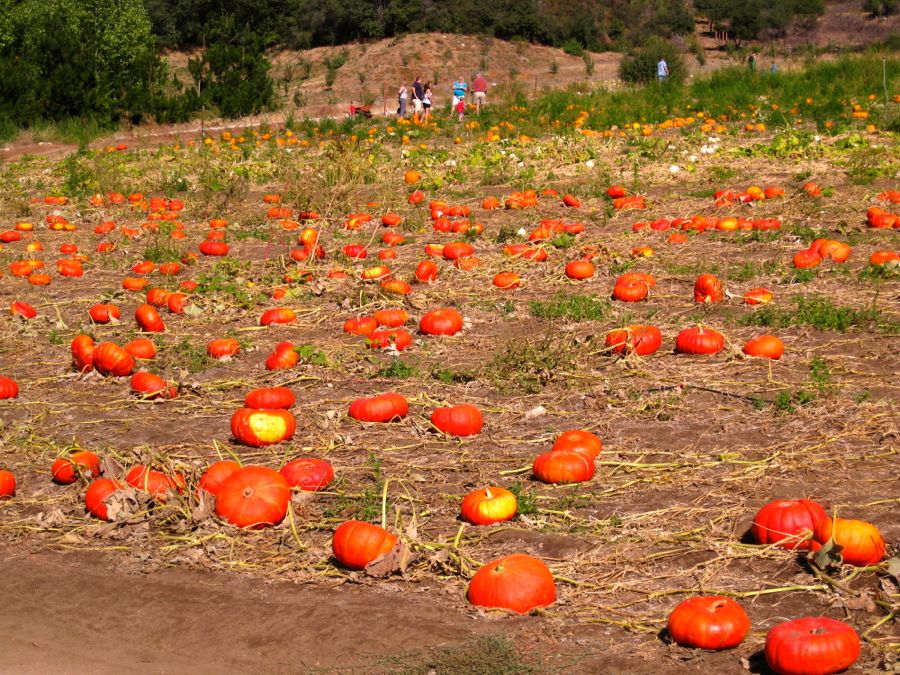 Apple picking at Oak Glen October 2011