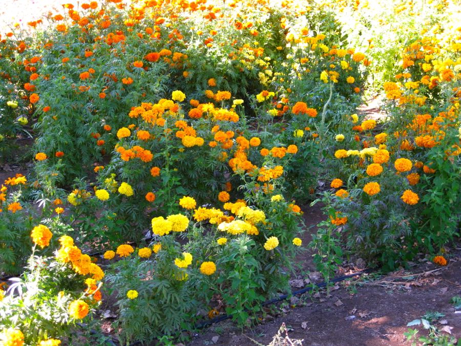 Apple picking at Oak Glen October 2011