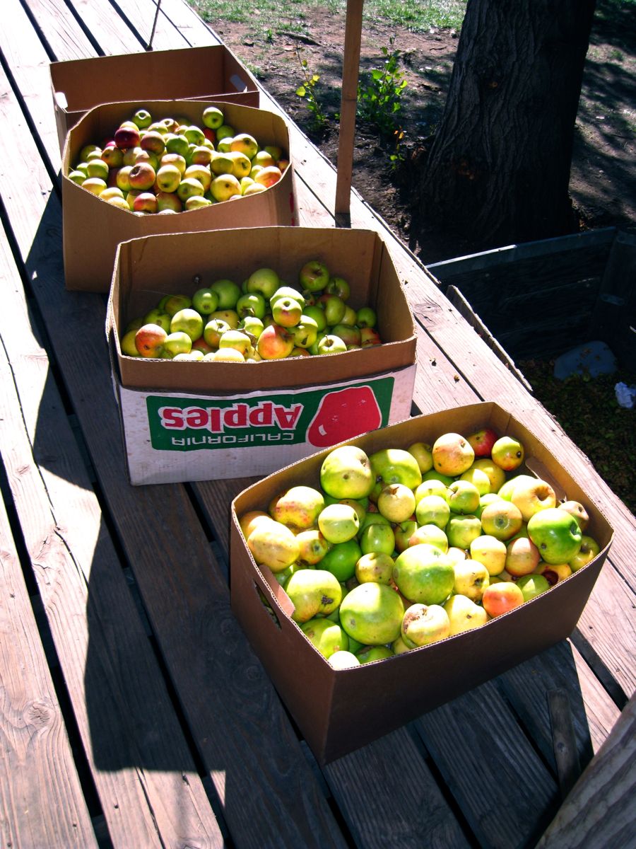 Apple picking at Oak Glen October 2011