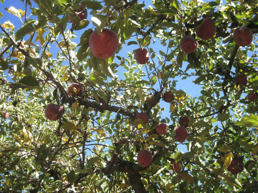 Apple picking in Oak Glen California October 2014