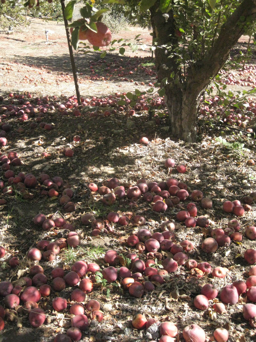 Apple picking in Oak Glen California October 2014