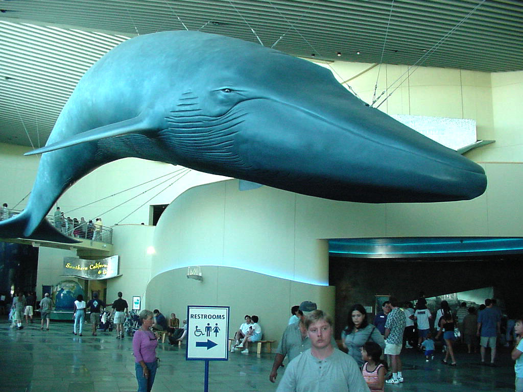 Aquarium Of The Pacific