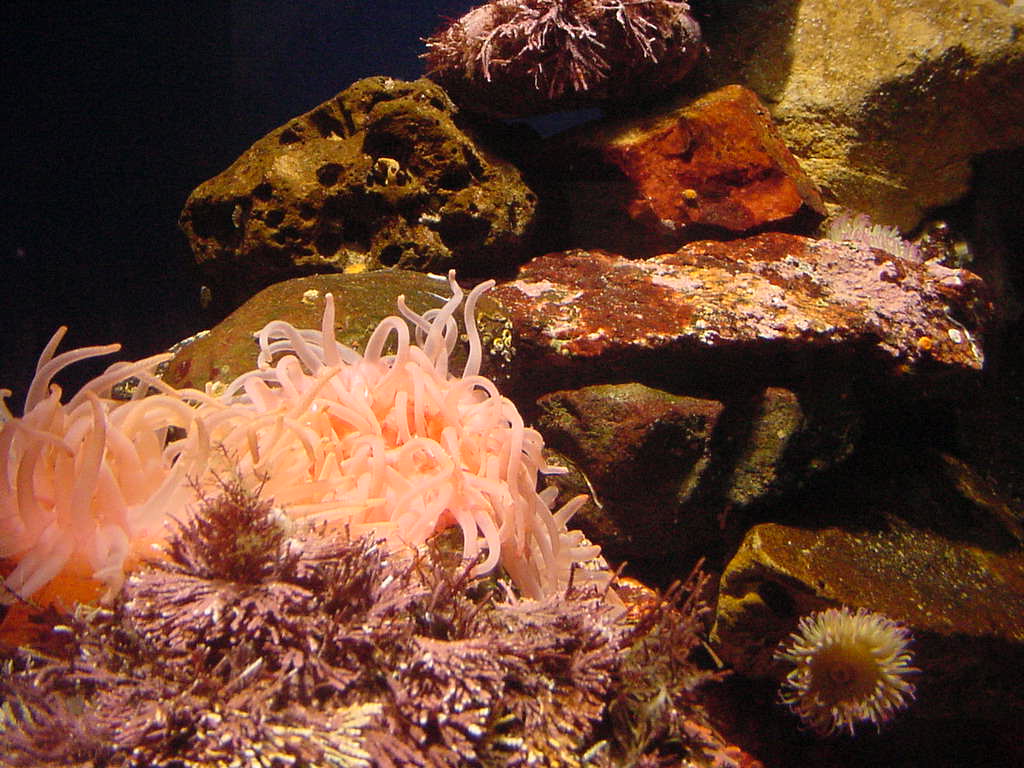 Aquarium Of The Pacific