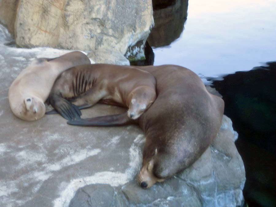 Adult Night at the aquarium August 2013