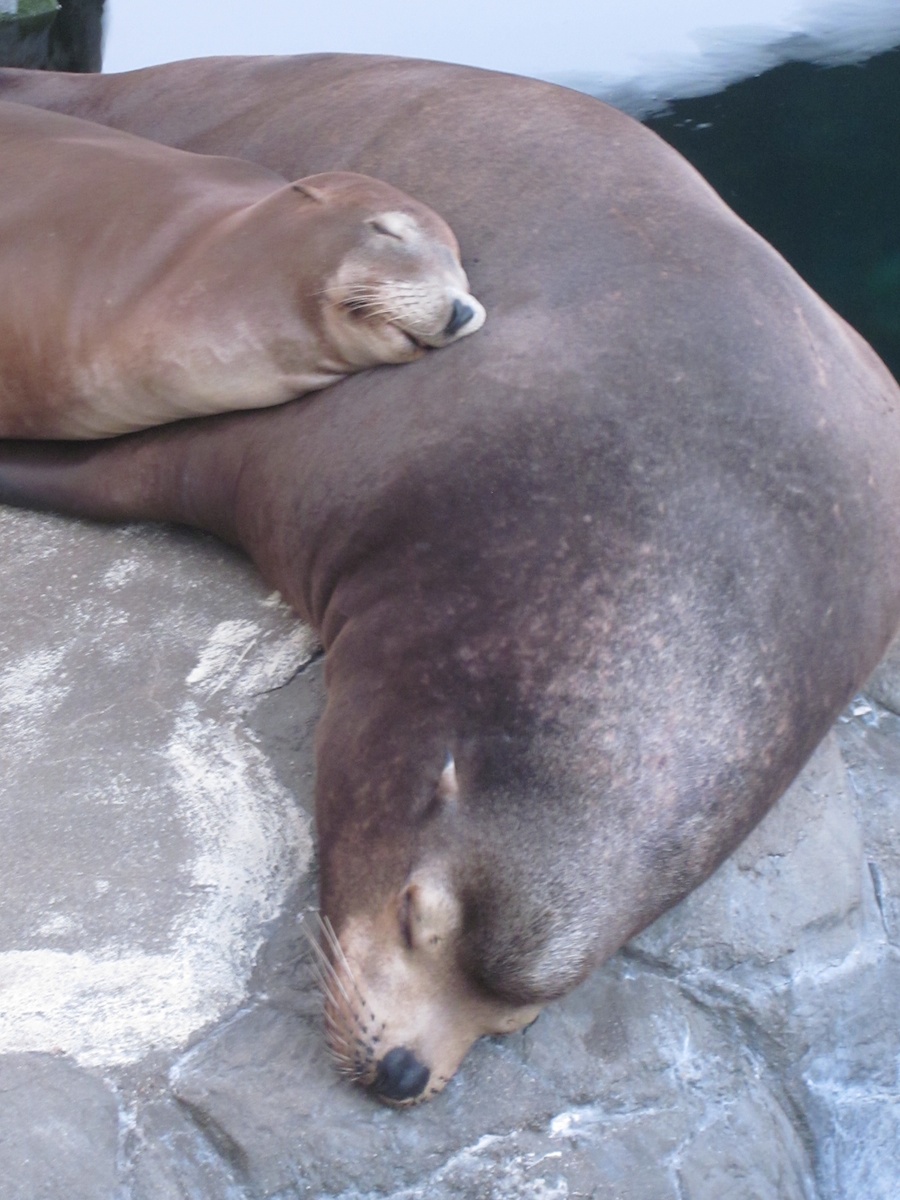 Adult Night at the aquarium August 2013