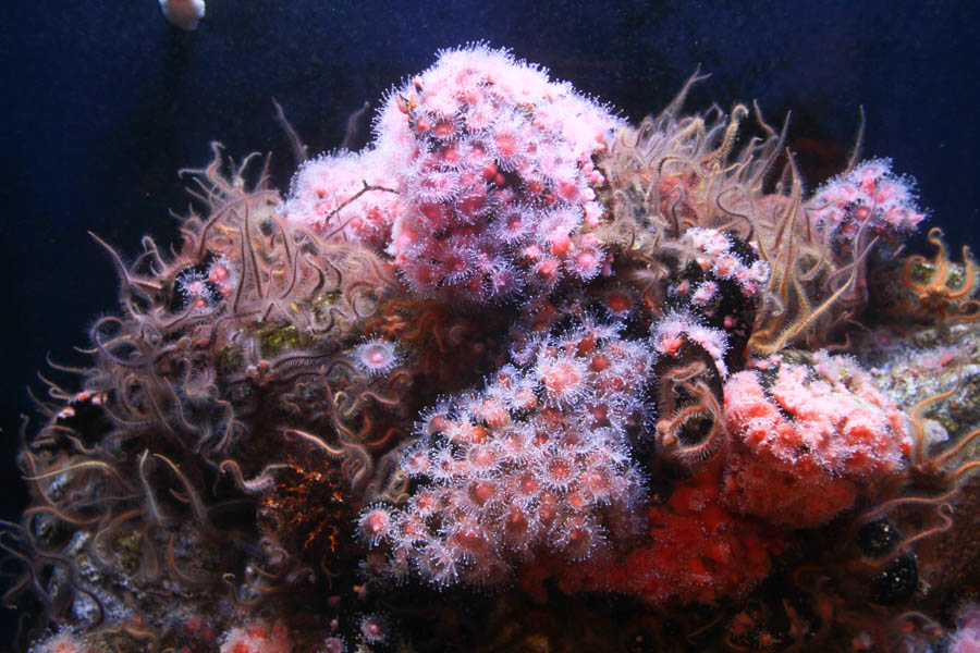 Aquarium Of The PAcific With Friends September 2014