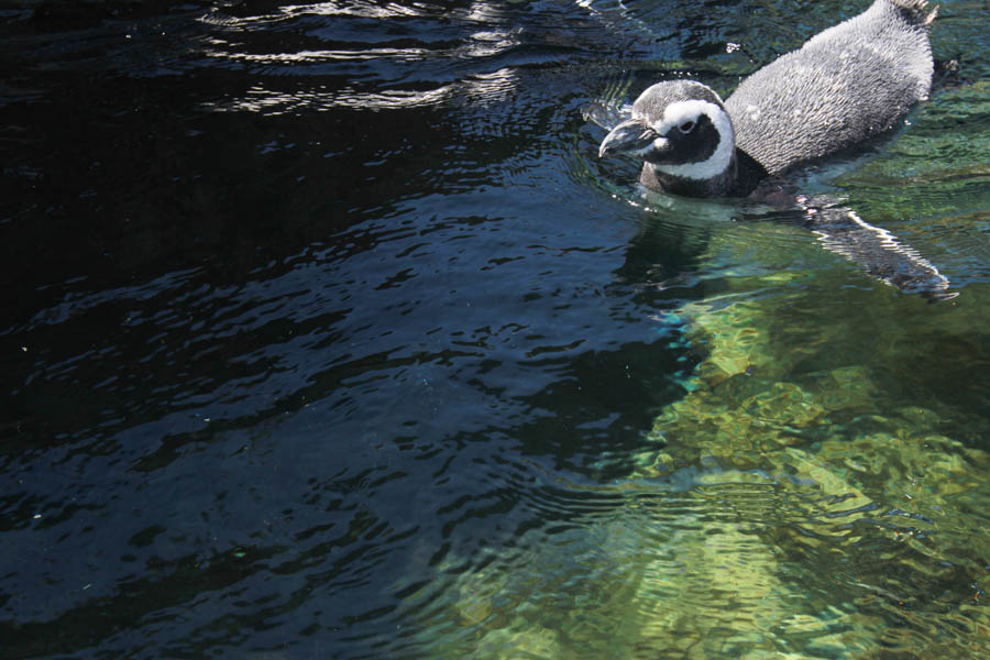 Aquarium Of The PAcific With Friends September 2014