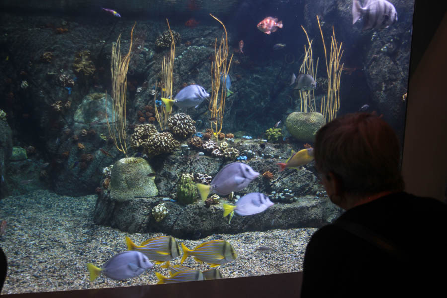 Aquarium Of The PAcific With Friends September 2014