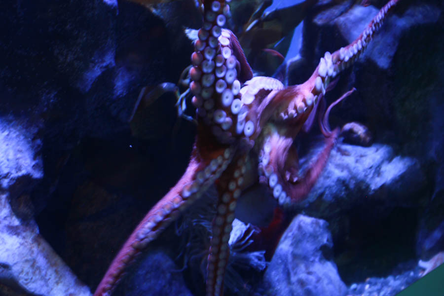 Aquarium Of The PAcific With Friends September 2014