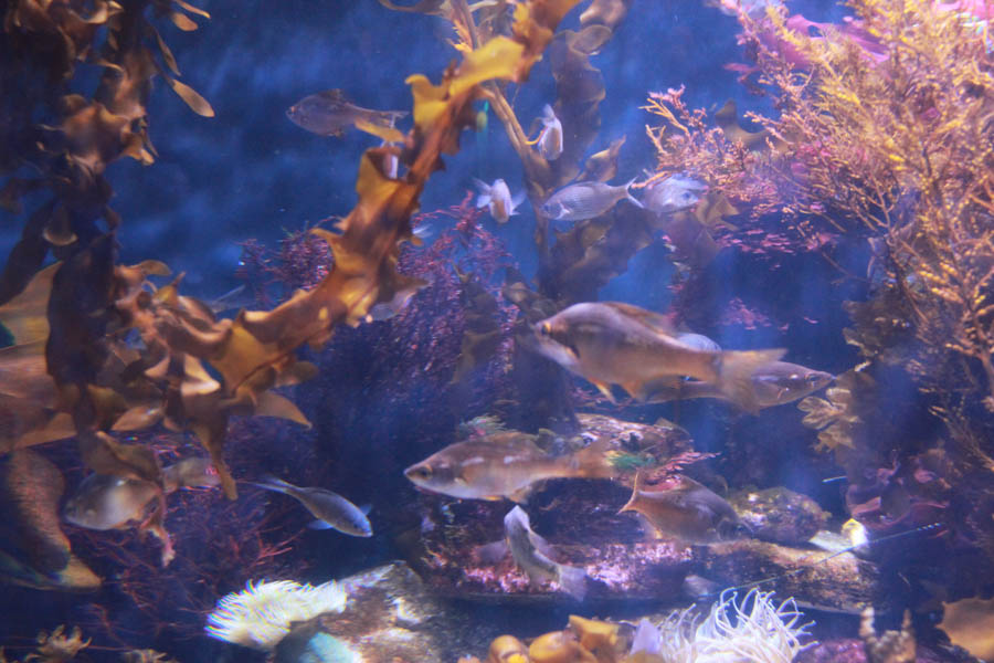 Walking at the Long Beach Aquarium 5/25/2016