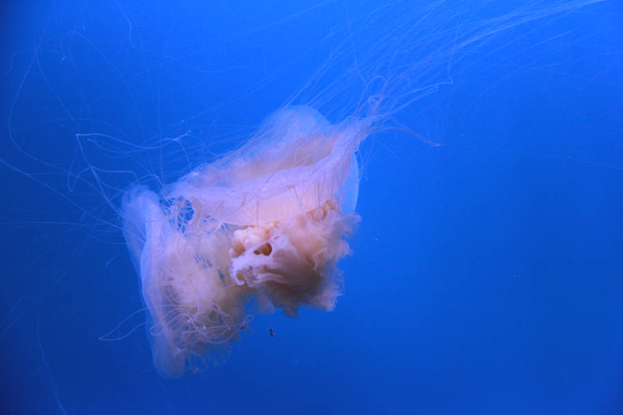 Walking at the Long Beach Aquarium 5/25/2016