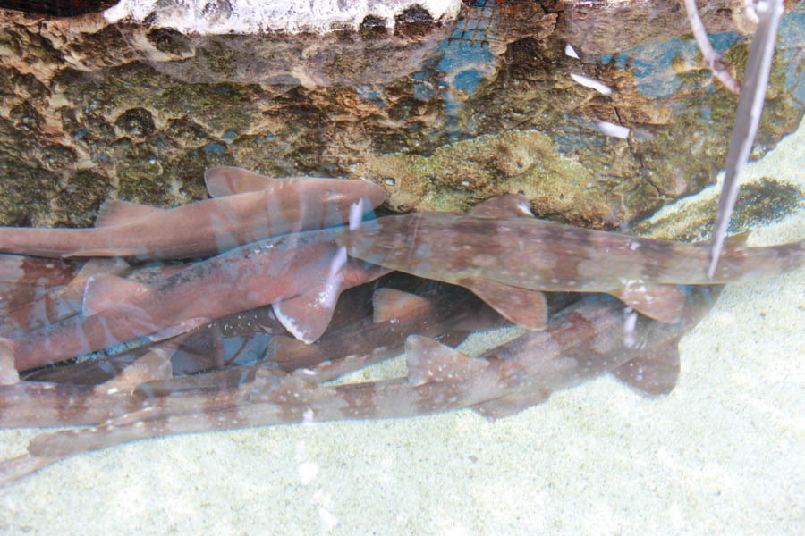 Walking at the Long Beach Aquarium 5/25/2016