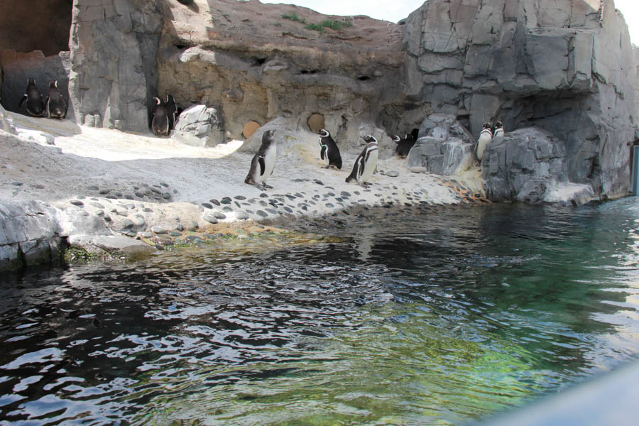 Walking at the Long Beach Aquarium 5/25/2016