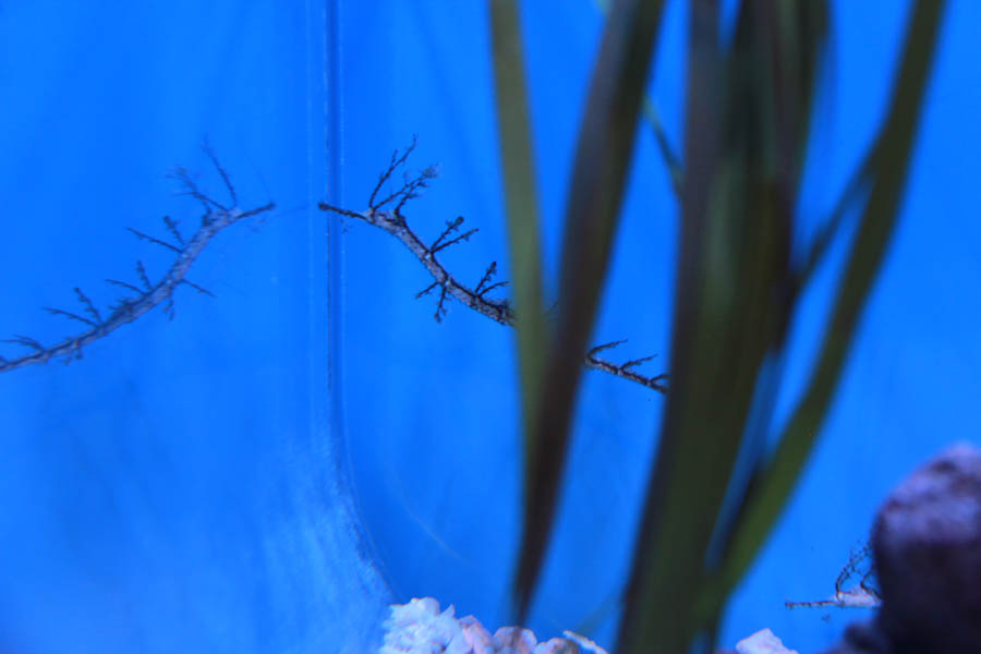 Walking at the Long Beach Aquarium 5/25/2016