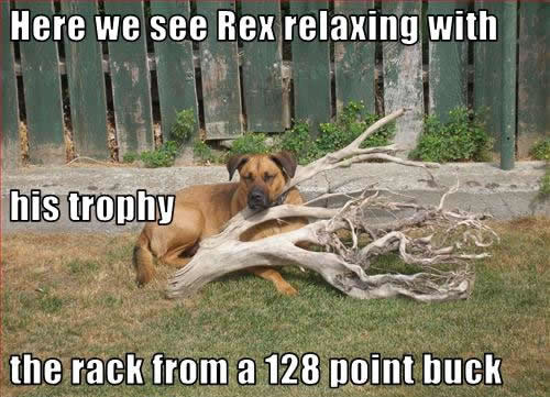 Rex captures a deer