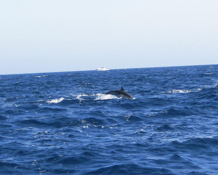 Dolphins and going home from Catalina August 2009