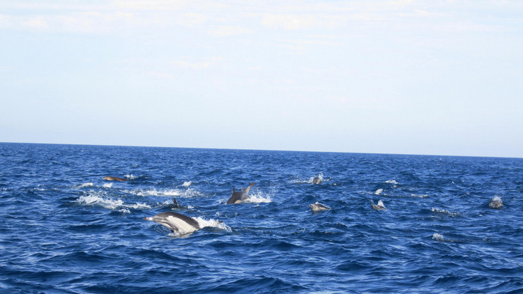 Dolphins and going home from Catalina August 2009