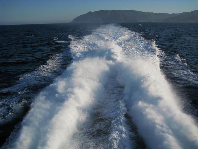 Dolphins and going home from Catalina August 2009