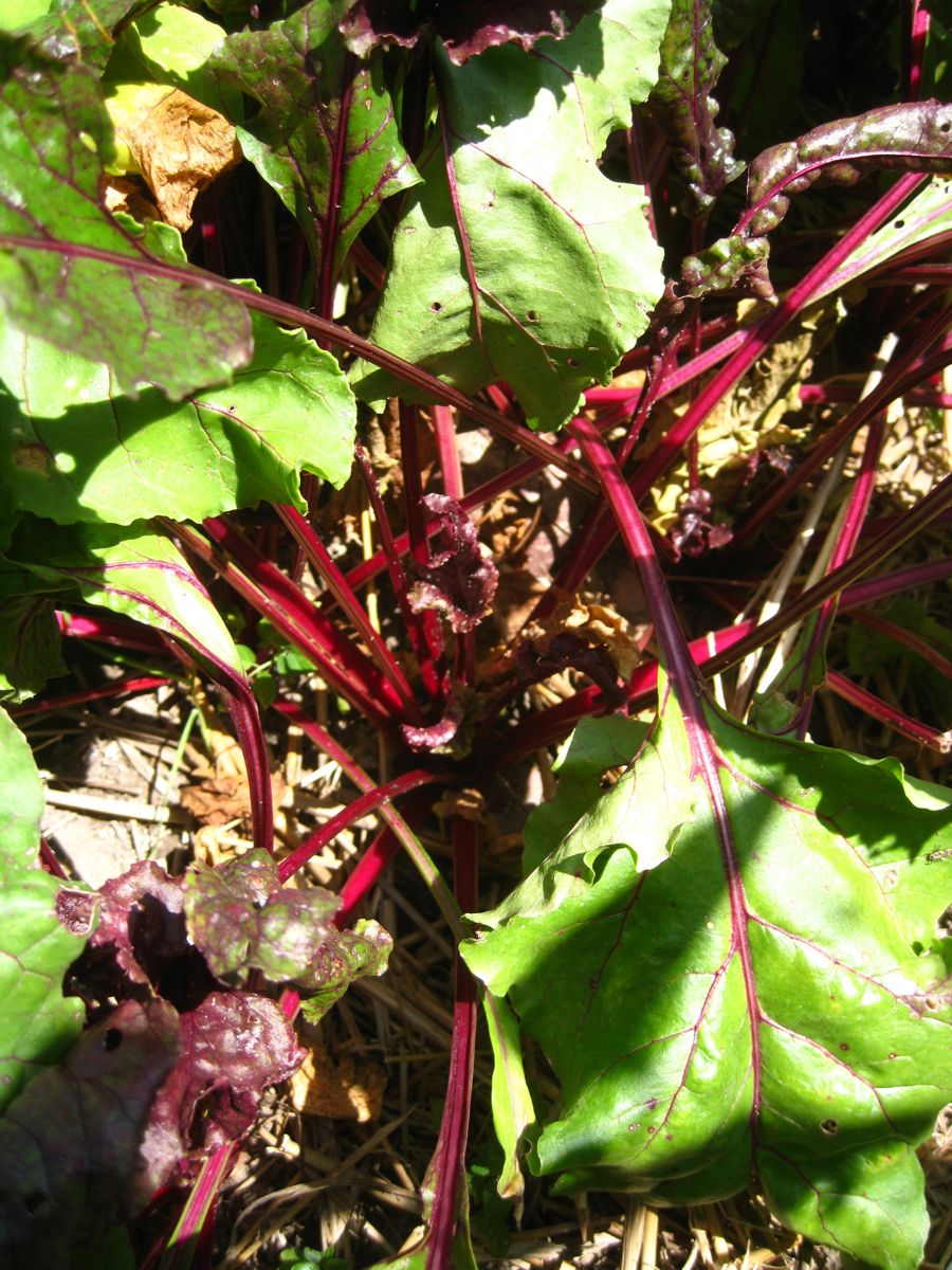 Roasting Beets