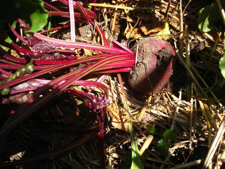 Roasting Beets