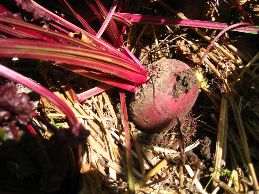 Roasting Beets