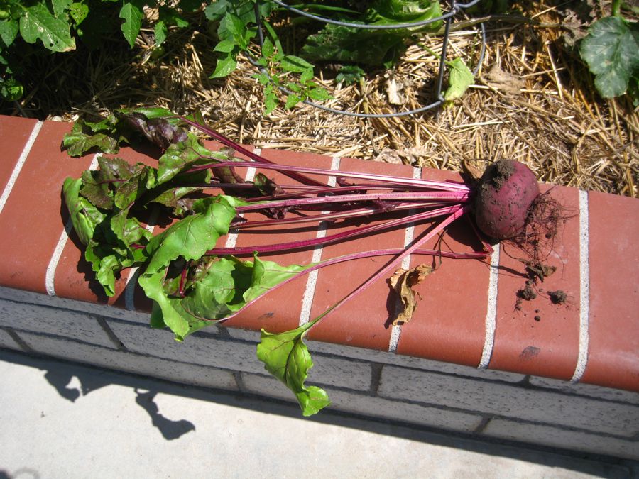 Roasting Beets