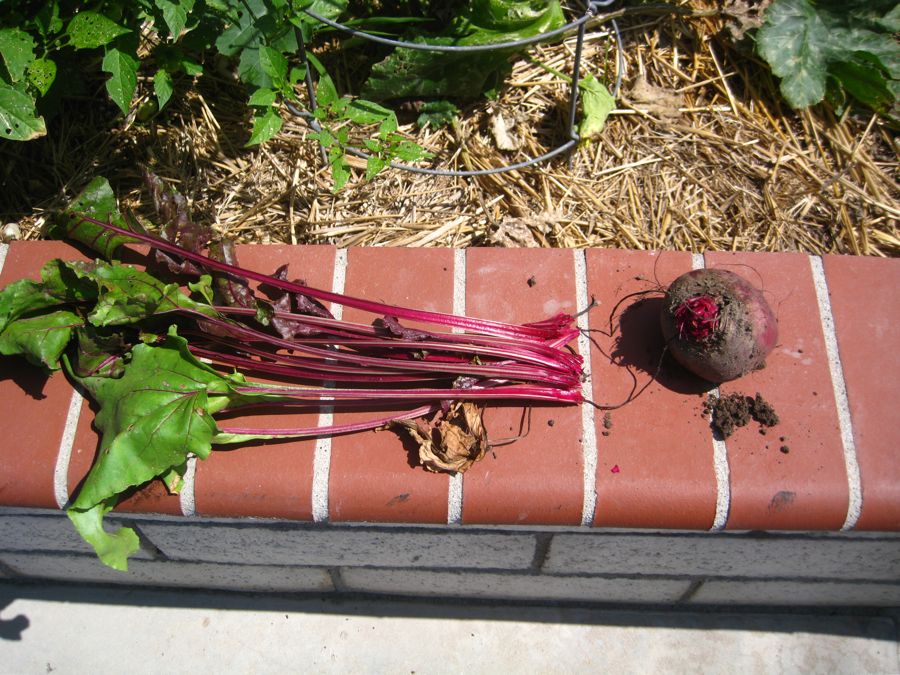 Roasting Beets