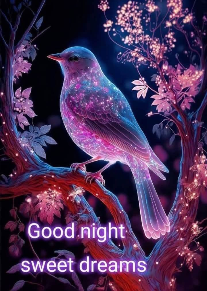  Good Night